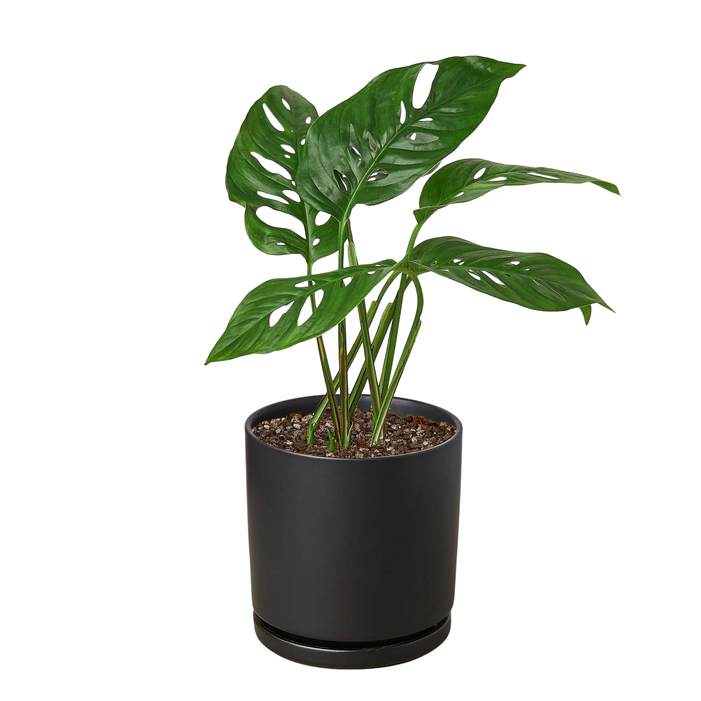 Monstera Adansonii 'Swiss Cheese' potted plant