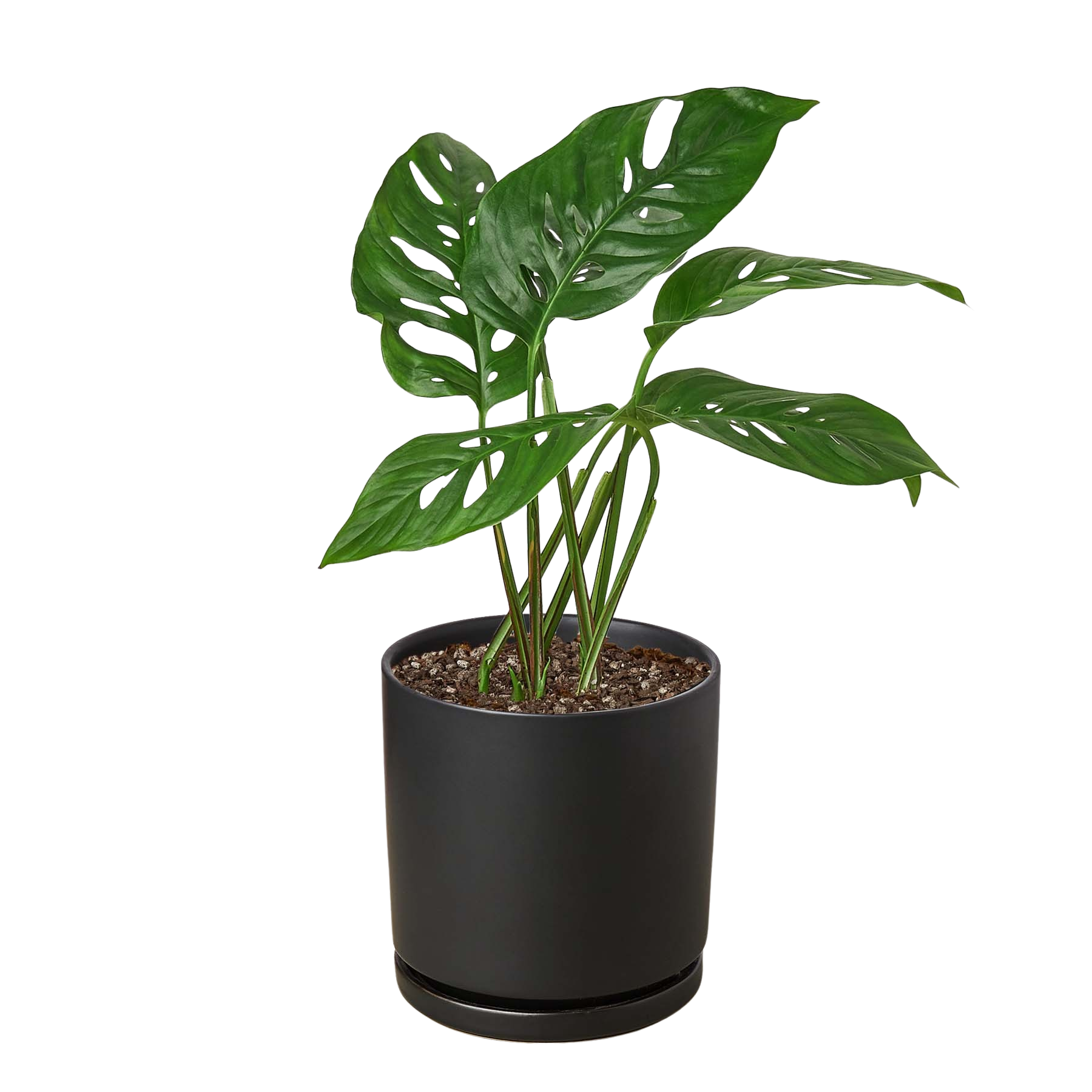 Monstera Adansonii 'Swiss Cheese' potted plant