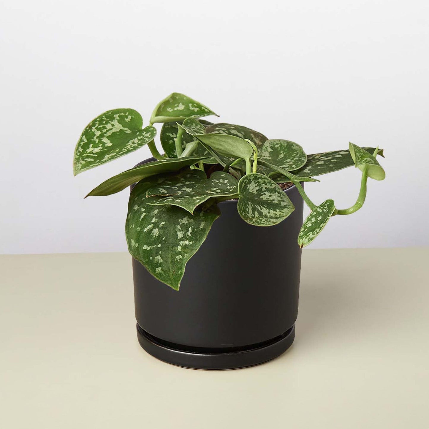 Pothos 'Satin' potted plant