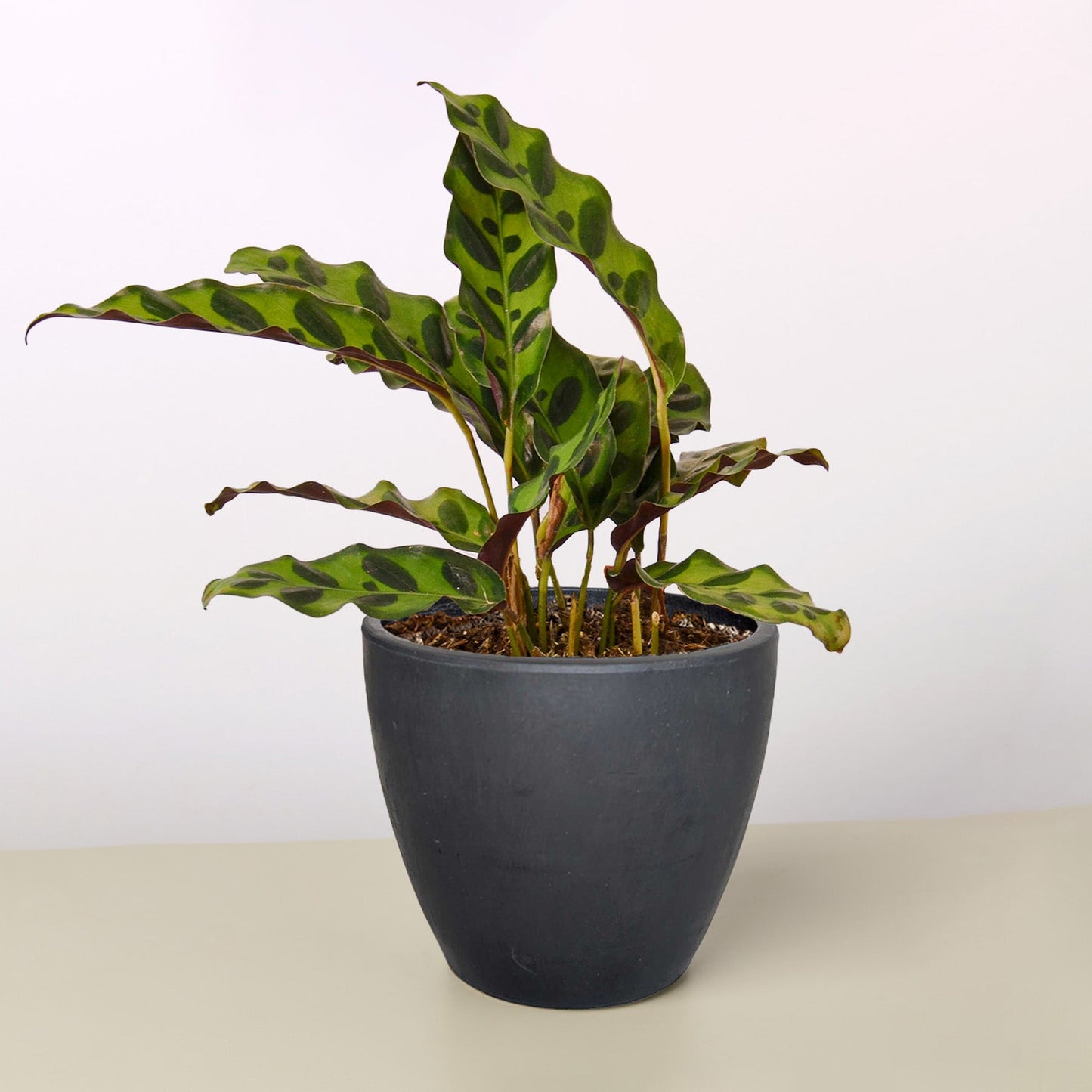 Calathea Lancifolia 'Rattlesnake' potted plant