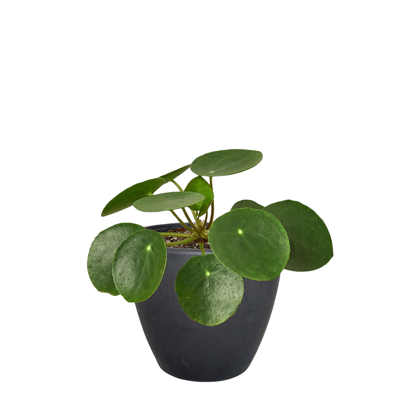 Pilea Peperomioides 'Chinese Money' potted plant