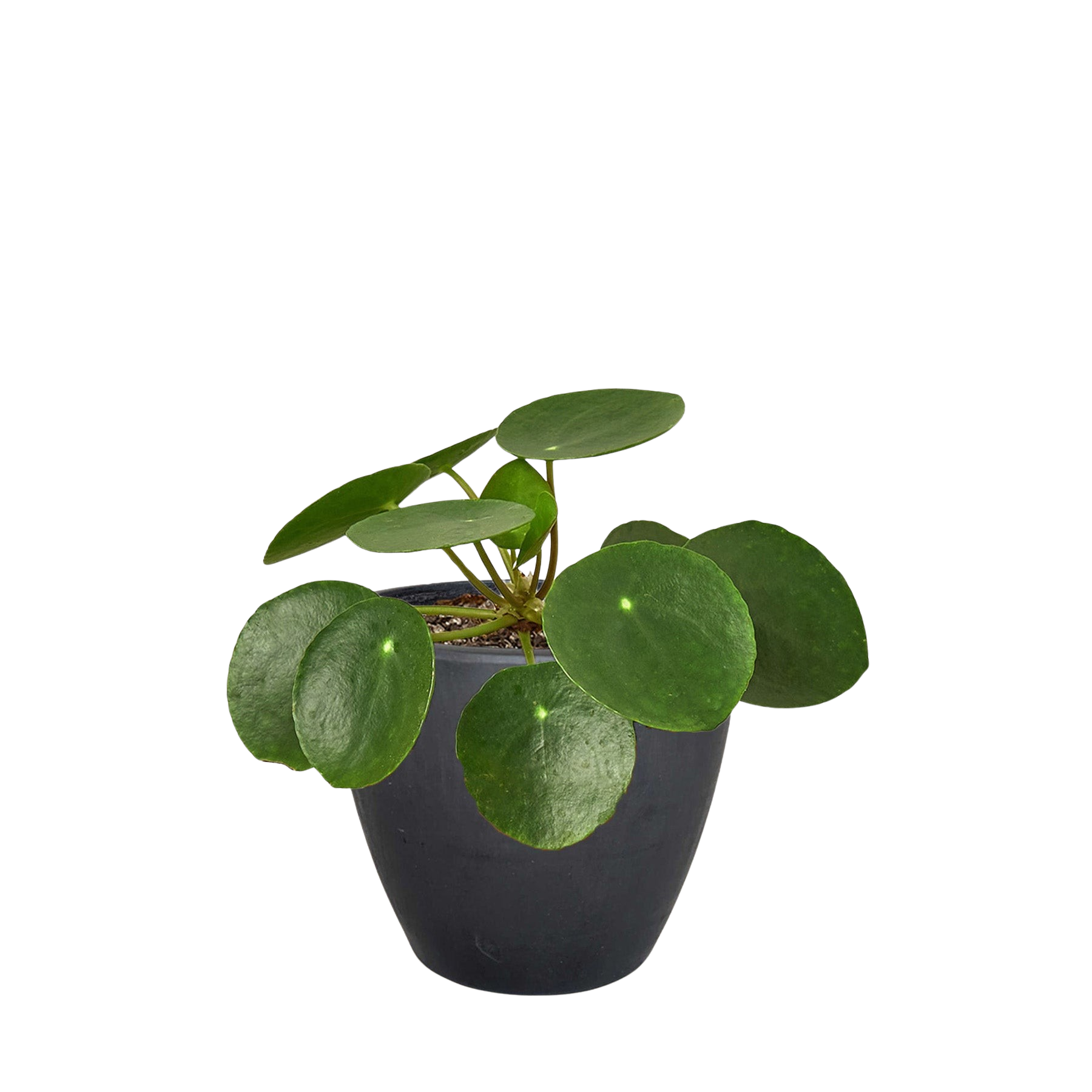 Pilea Peperomioides 'Chinese Money' potted plant