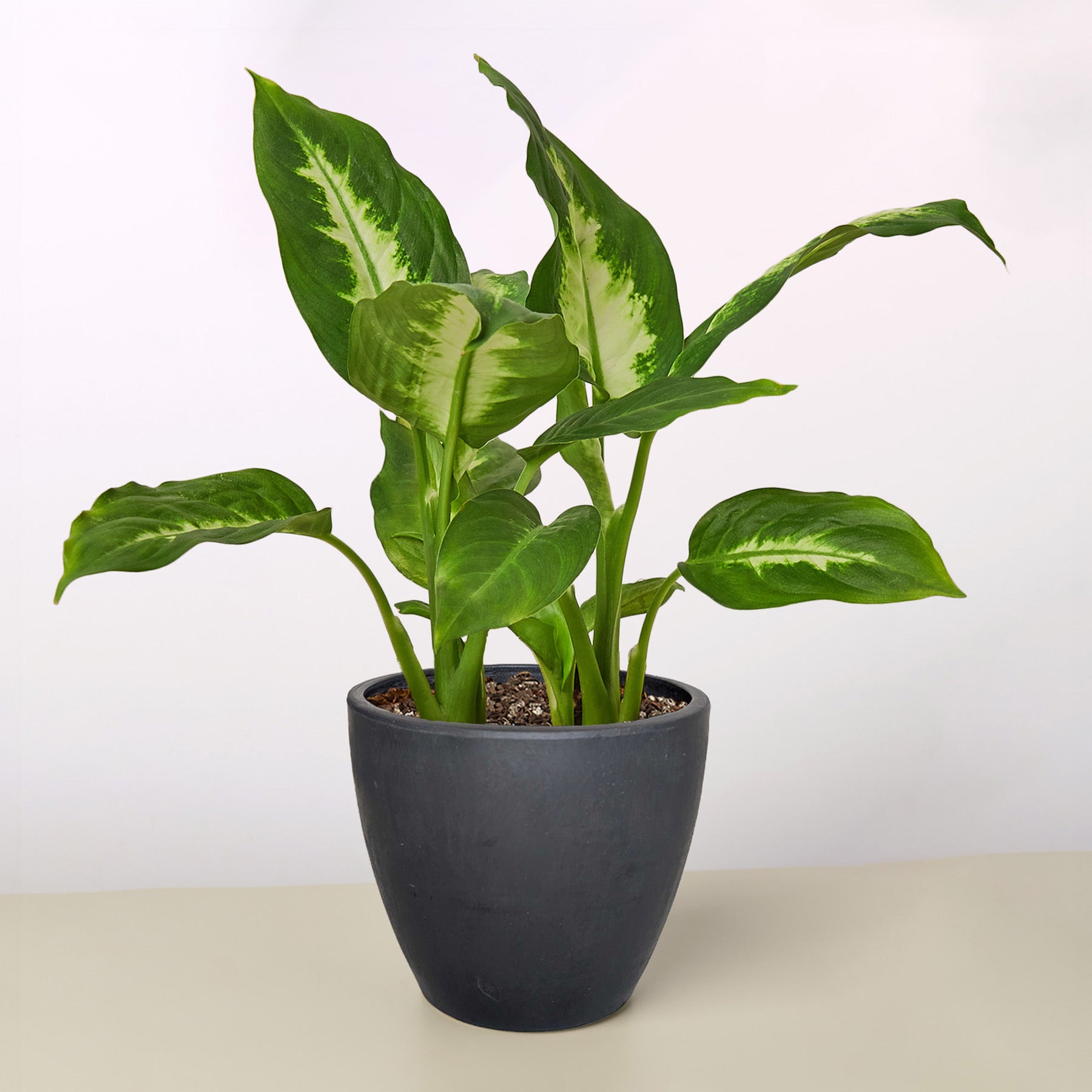 Dieffenbachia Camille potted plant