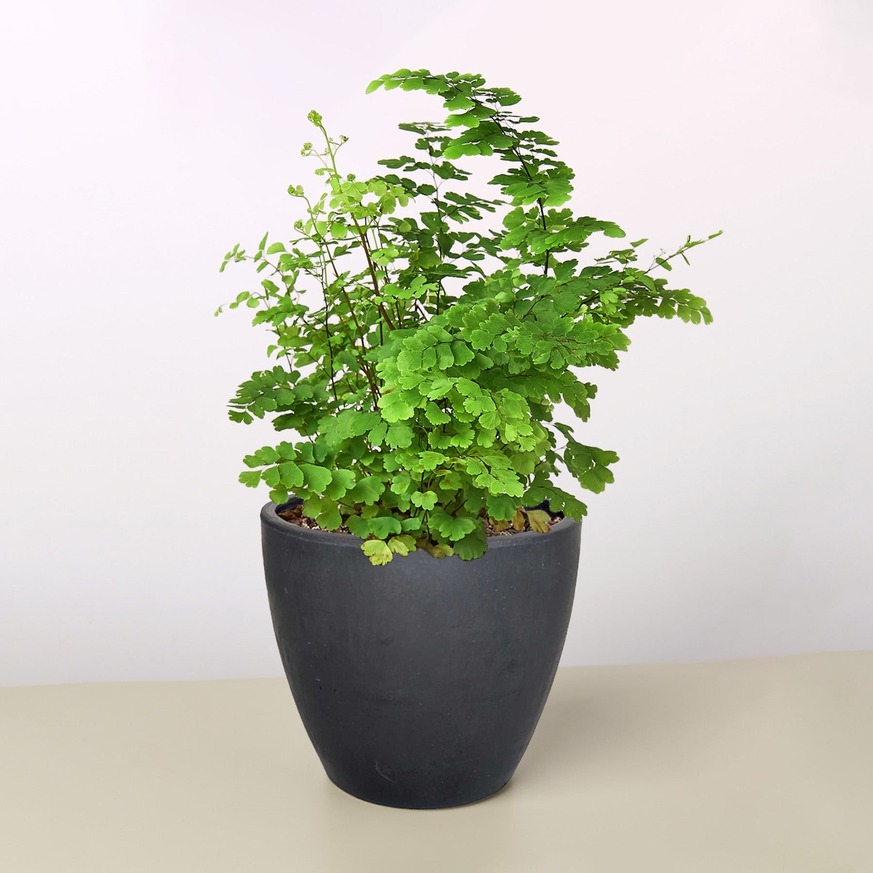 Maidenhair Fern potted plant