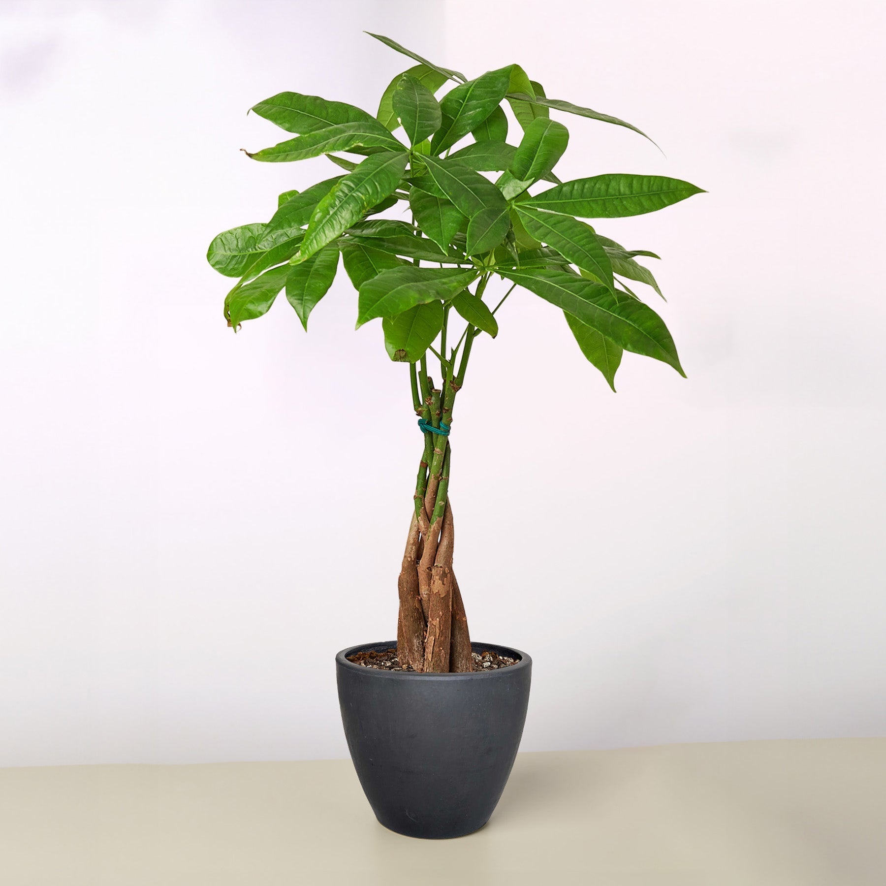 Money Tree 'Guiana Chestnut' Pachira Braid potted plant