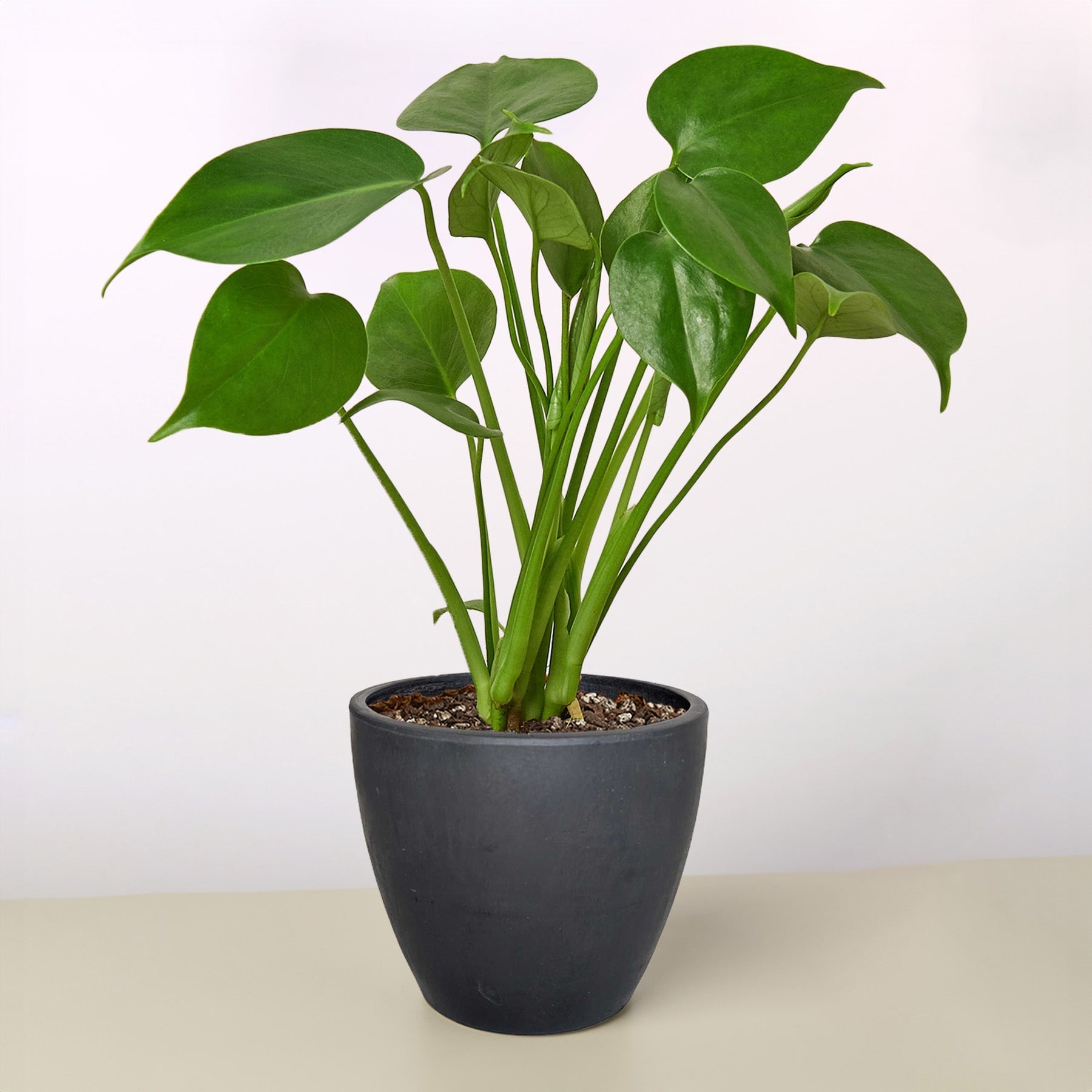 Monstera 'Split-Leaf' potted plant