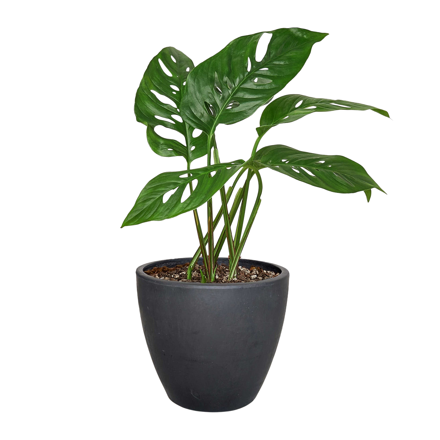Monstera Adansonii 'Swiss Cheese' potted plant