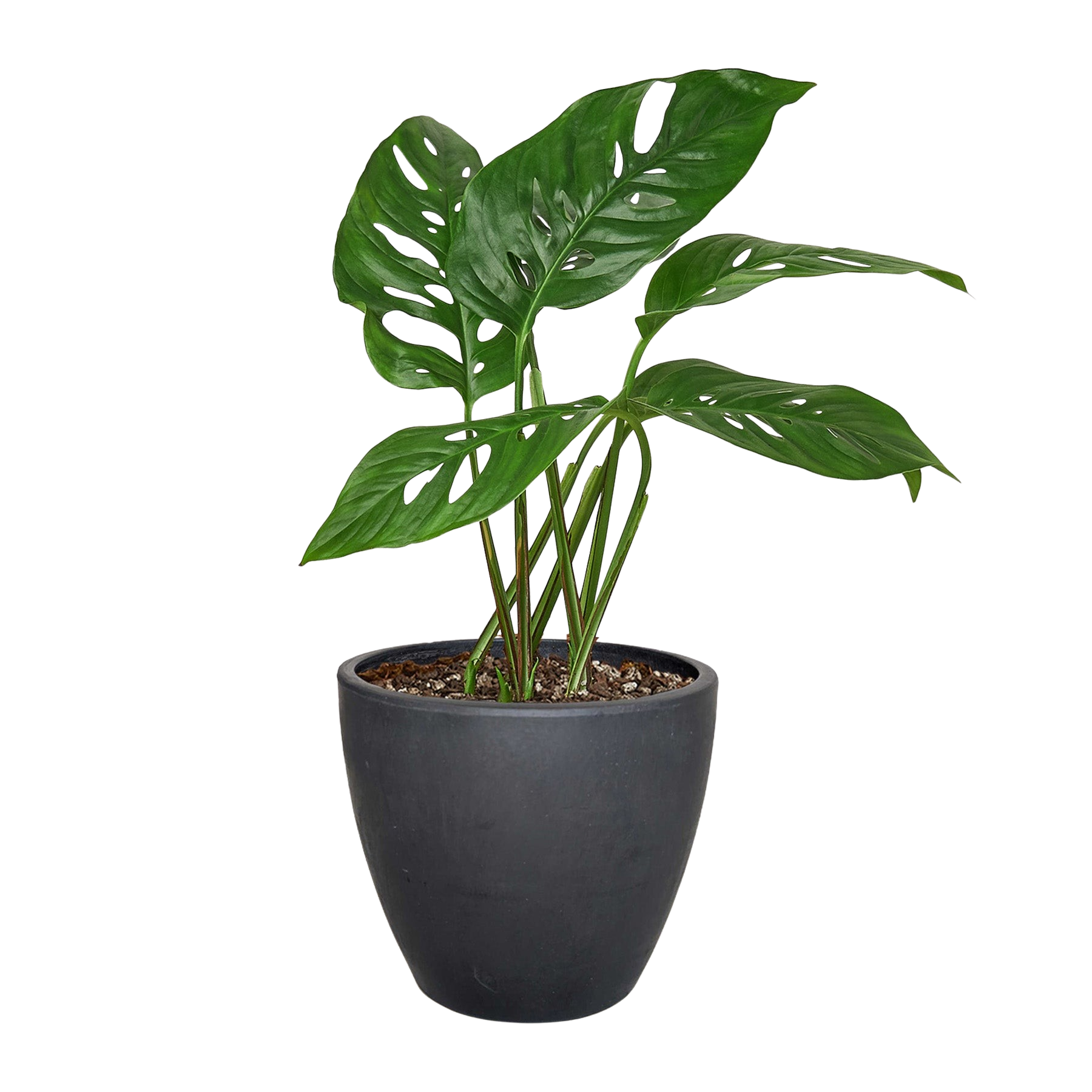 Monstera Adansonii 'Swiss Cheese' potted plant