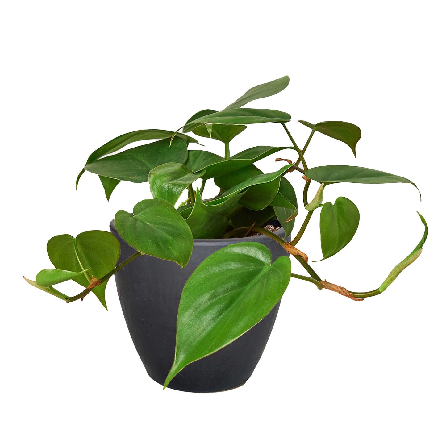Philodendron Cordatum Heartleaf potted plant