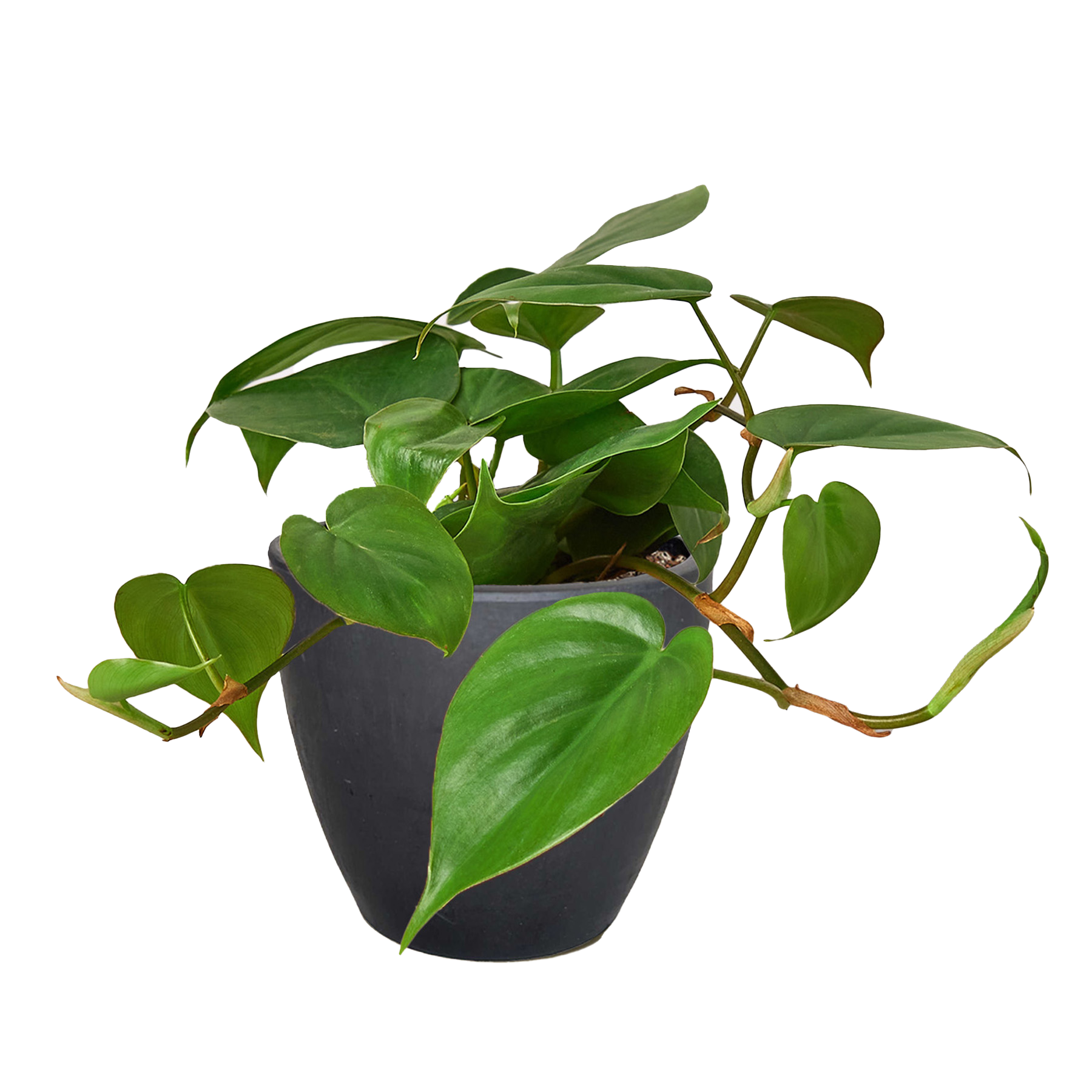Philodendron Cordatum Heartleaf potted plant