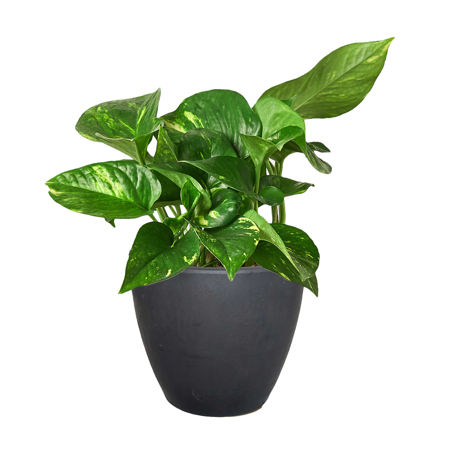 Pothos 'Golden' potted plant