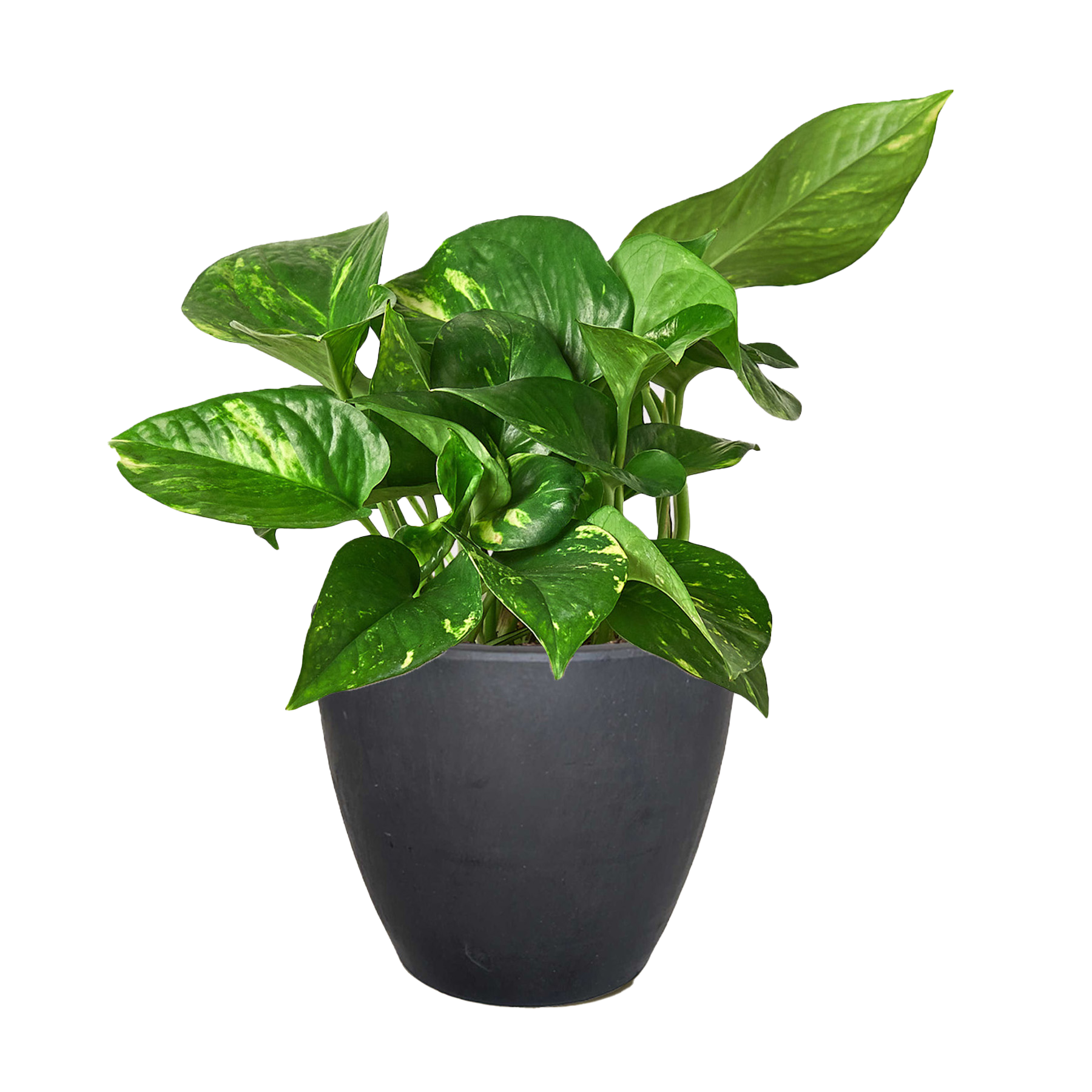 Pothos 'Golden' potted plant