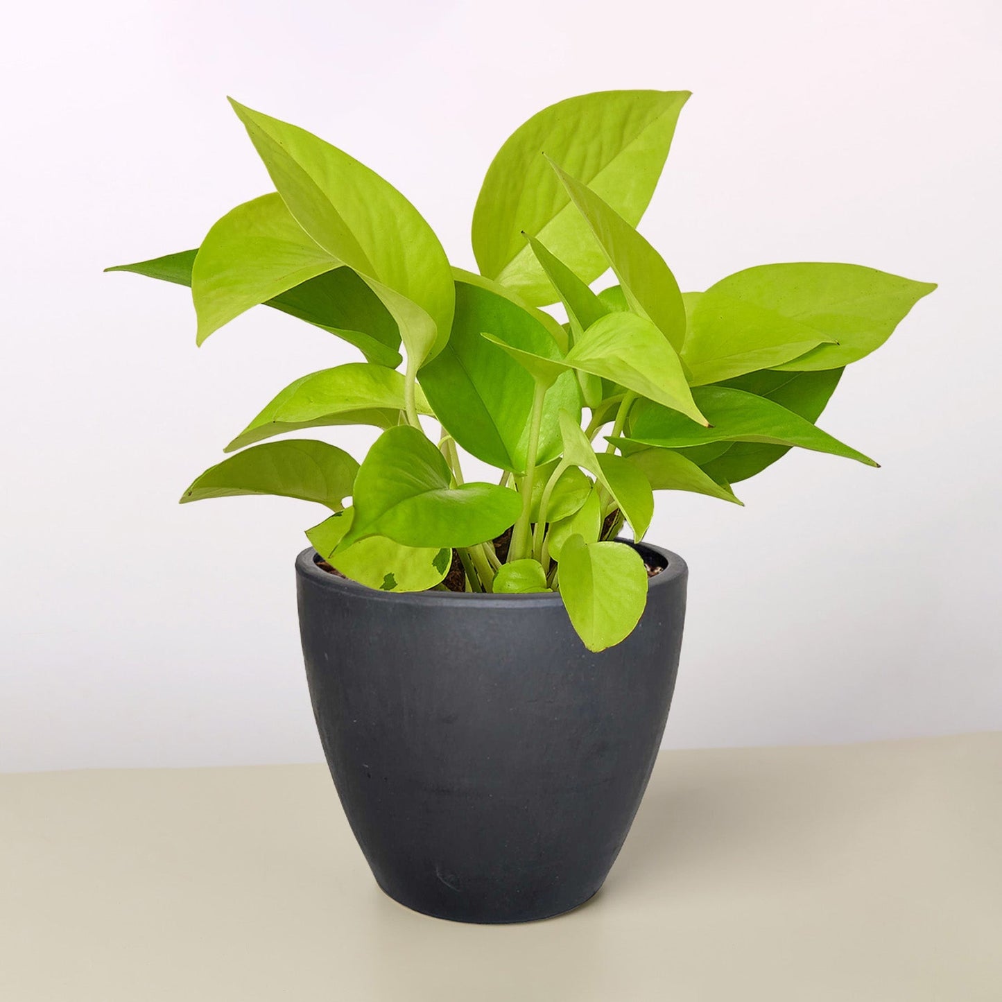 Pothos 'Neon' potted plant