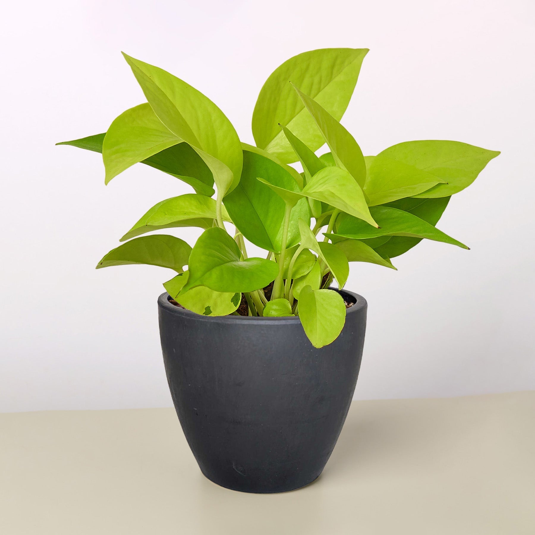 Pothos 'Neon' potted plant