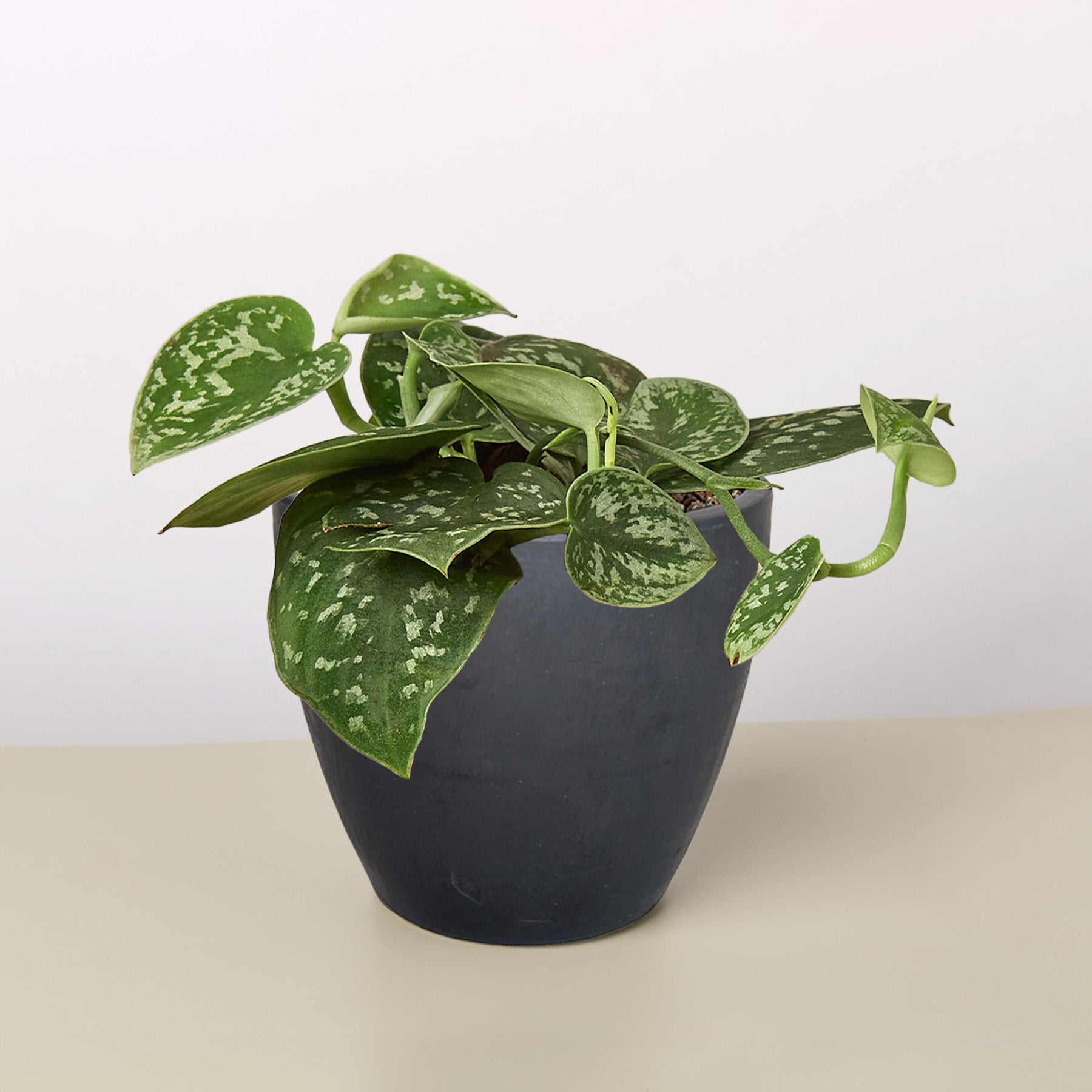 Pothos 'Satin' potted plant