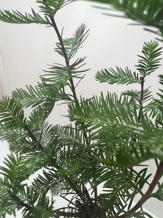 Bonsai Bald Cypress potted plant