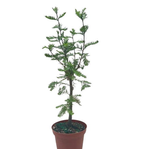 Bonsai Bald Cypress potted plant