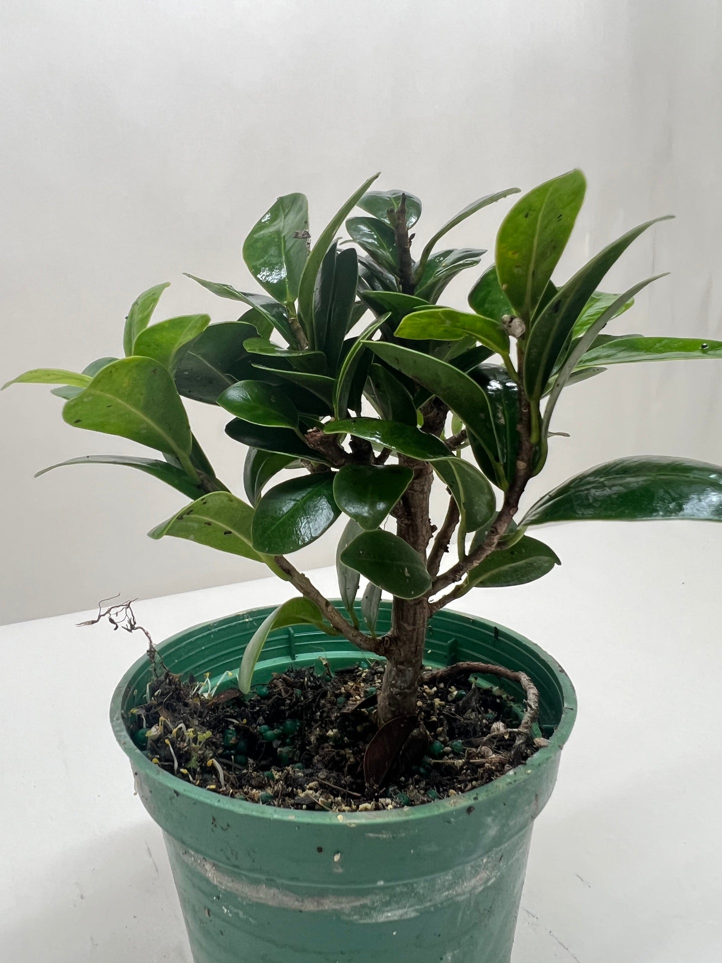 Bonsai Ficus Compacta potted plant