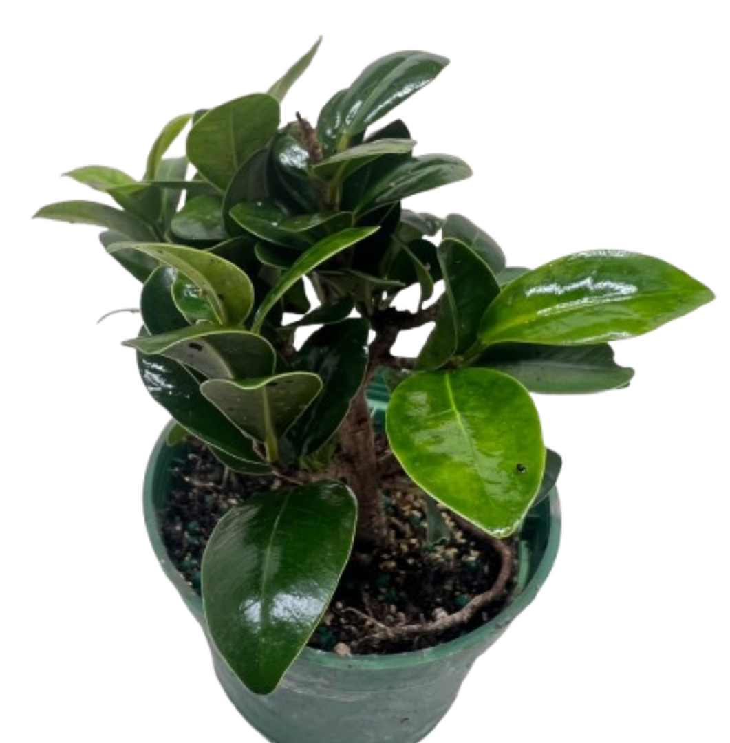 Bonsai Ficus Compacta potted plant