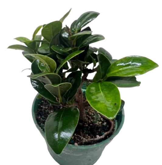 Bonsai Ficus Compacta potted plant