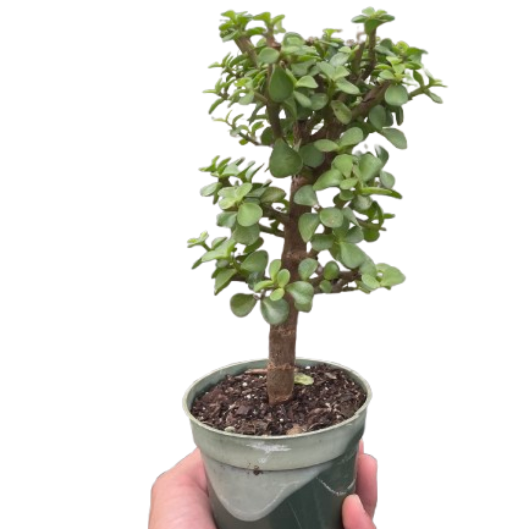 Bonsai Jade Dwarf Green potted plant