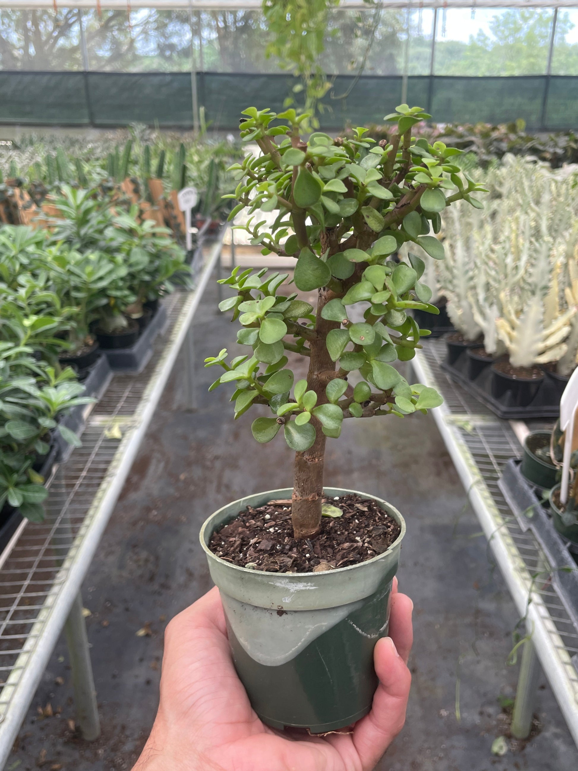 Bonsai Jade Dwarf Green potted plant
