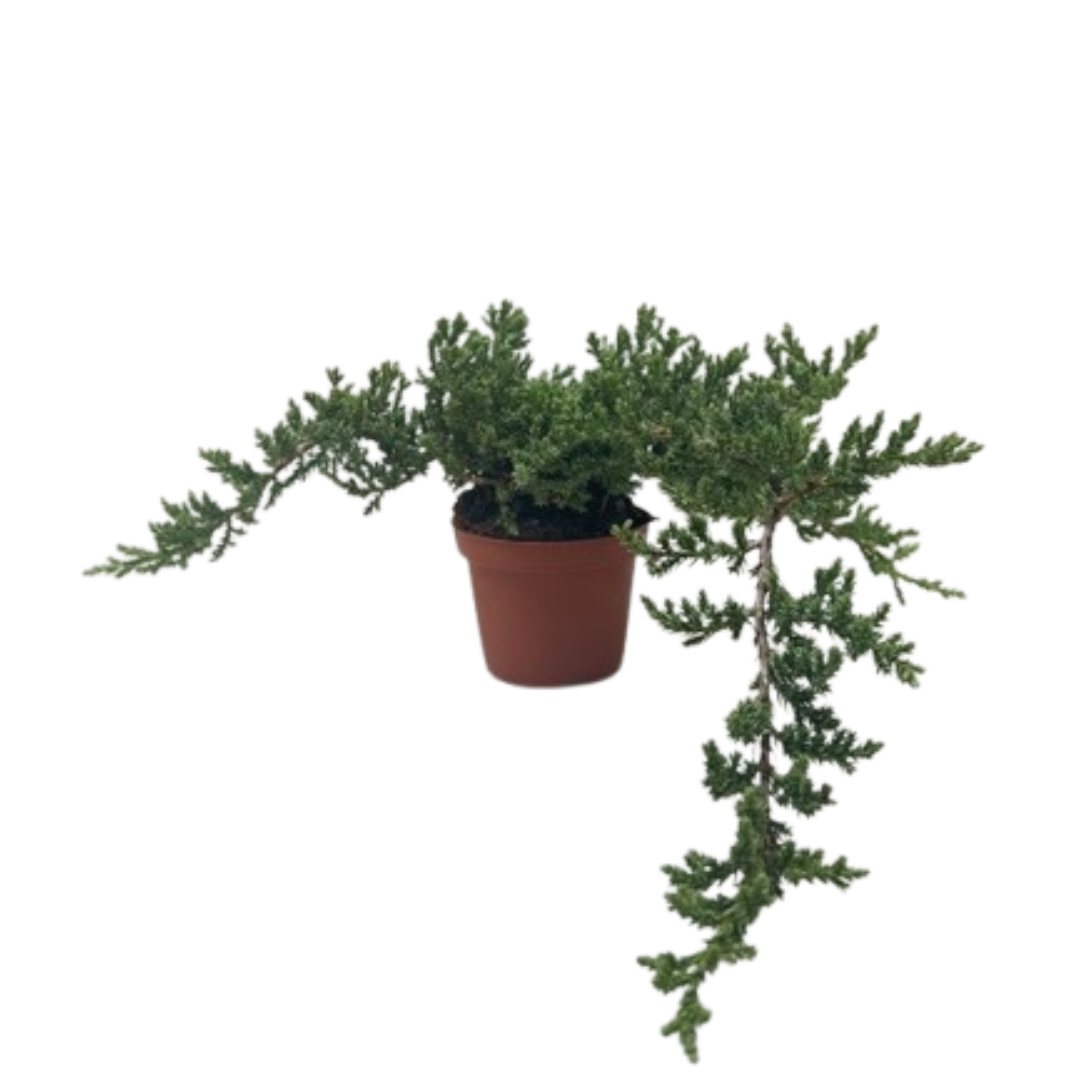Bonsai Juniper potted plant