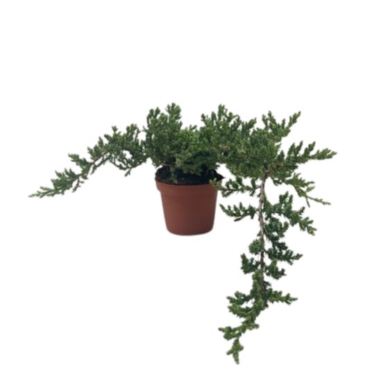 Bonsai Juniper potted plant