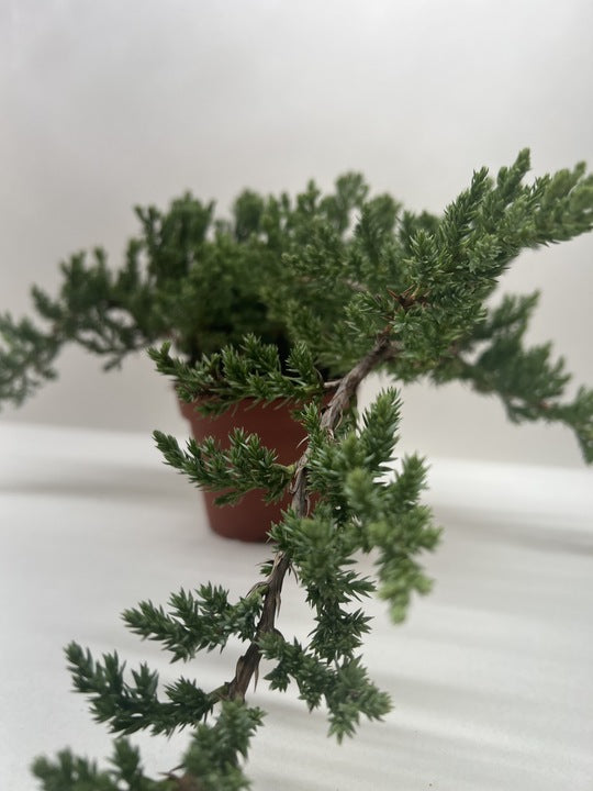 Bonsai Juniper potted plant
