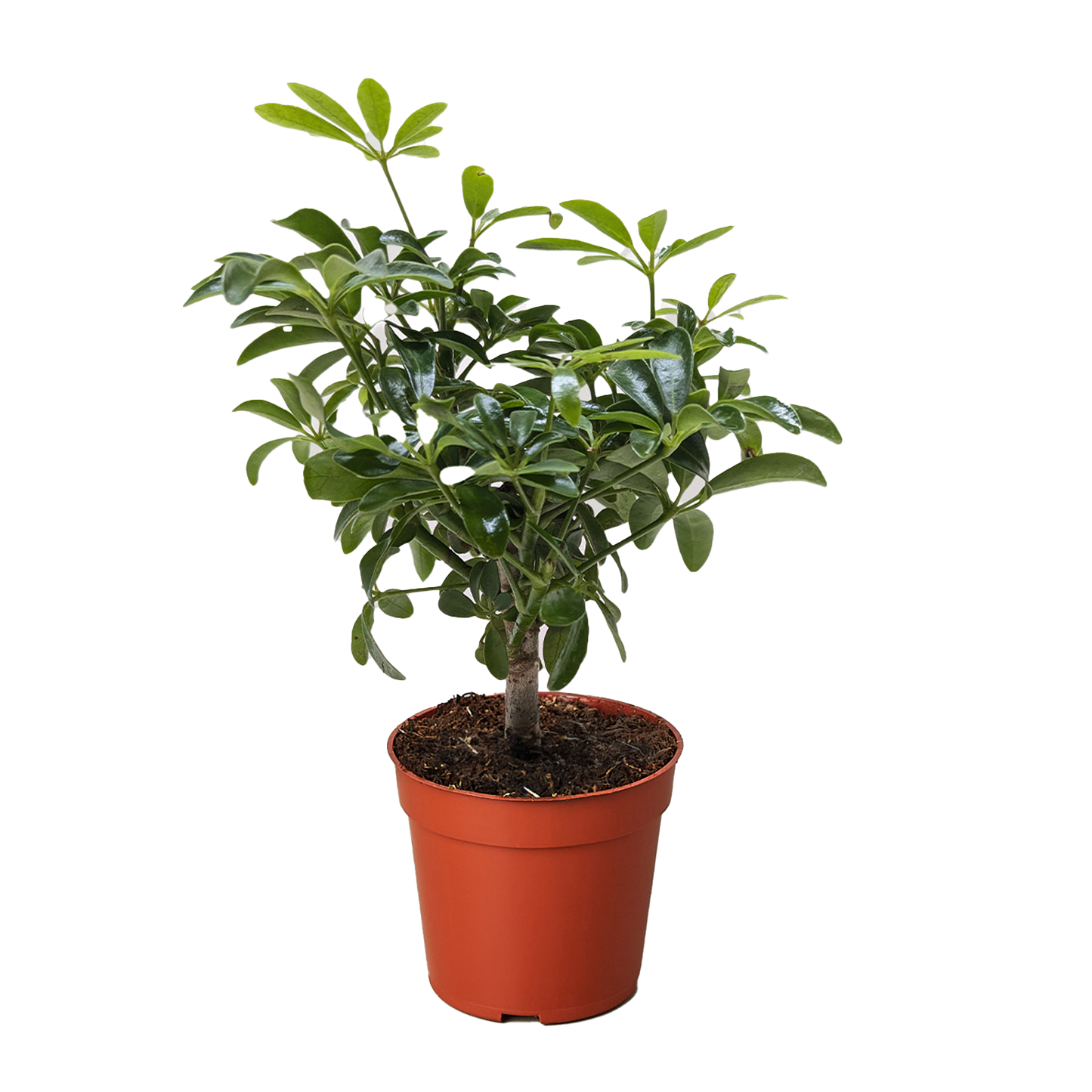Bonsai Schefflera Arboricola potted plant
