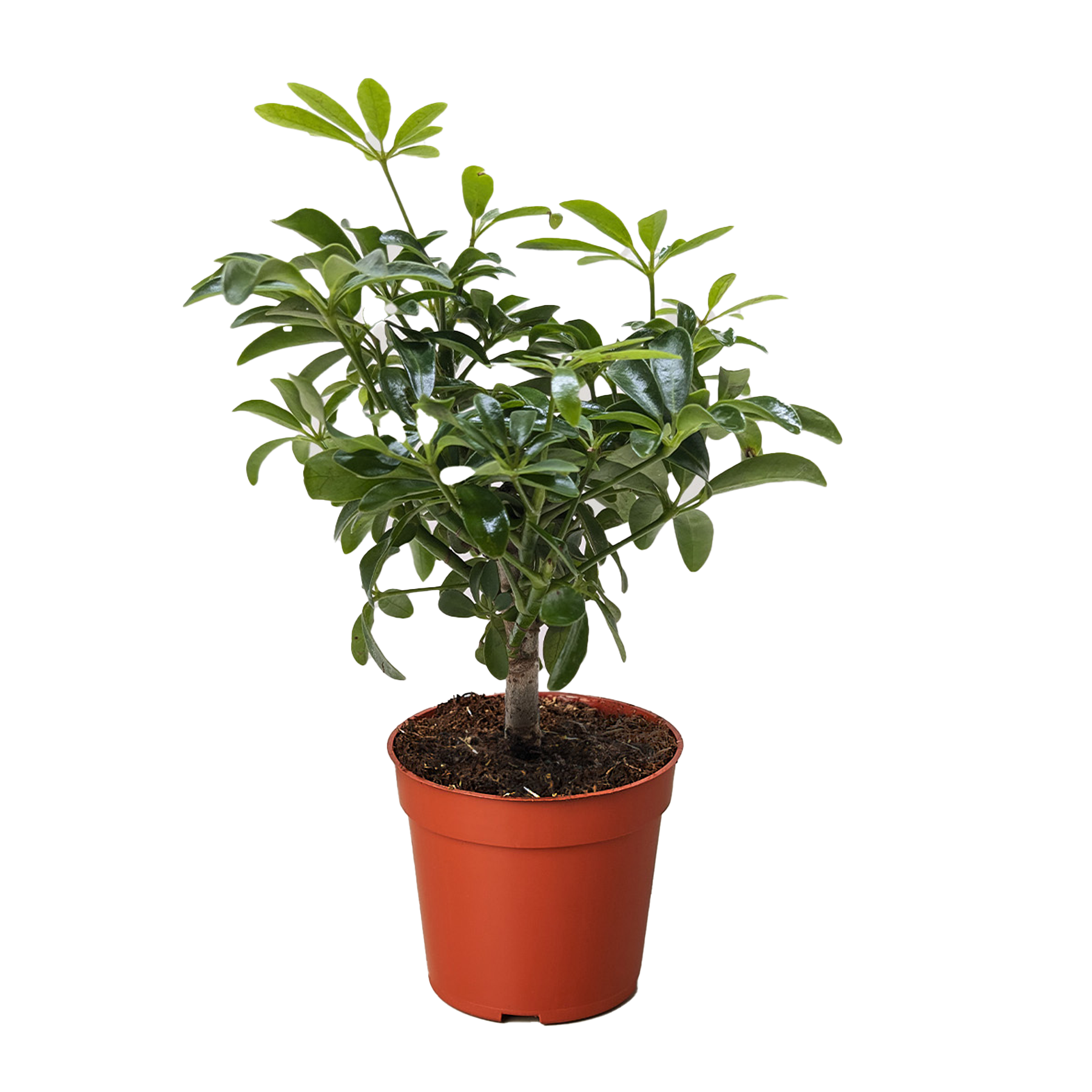 Bonsai Schefflera Arboricola potted plant