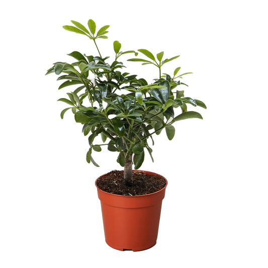 Bonsai Schefflera Arboricola potted plant