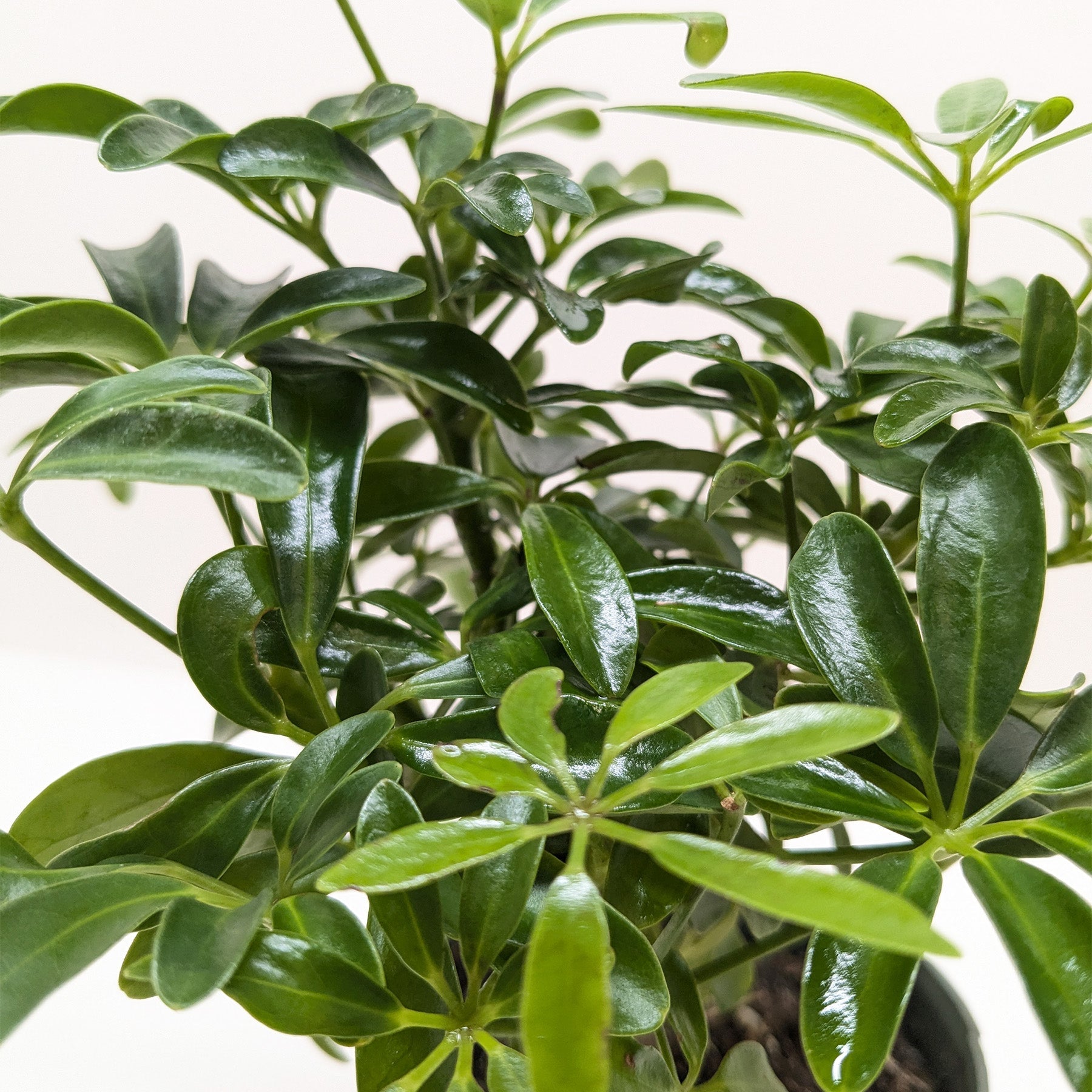 Bonsai Schefflera Arboricola potted plant