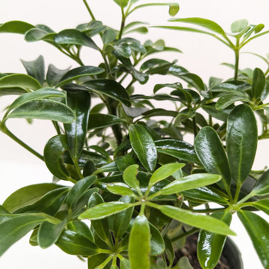 Bonsai Schefflera Arboricola potted plant
