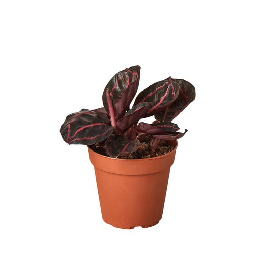 Calathea 'Dottie' - 4" Pot - NURSERY POT ONLY