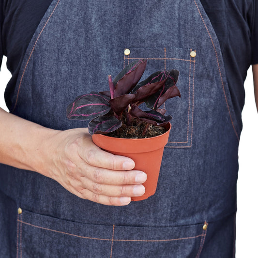 Calathea 'Dottie' 4" potted plant