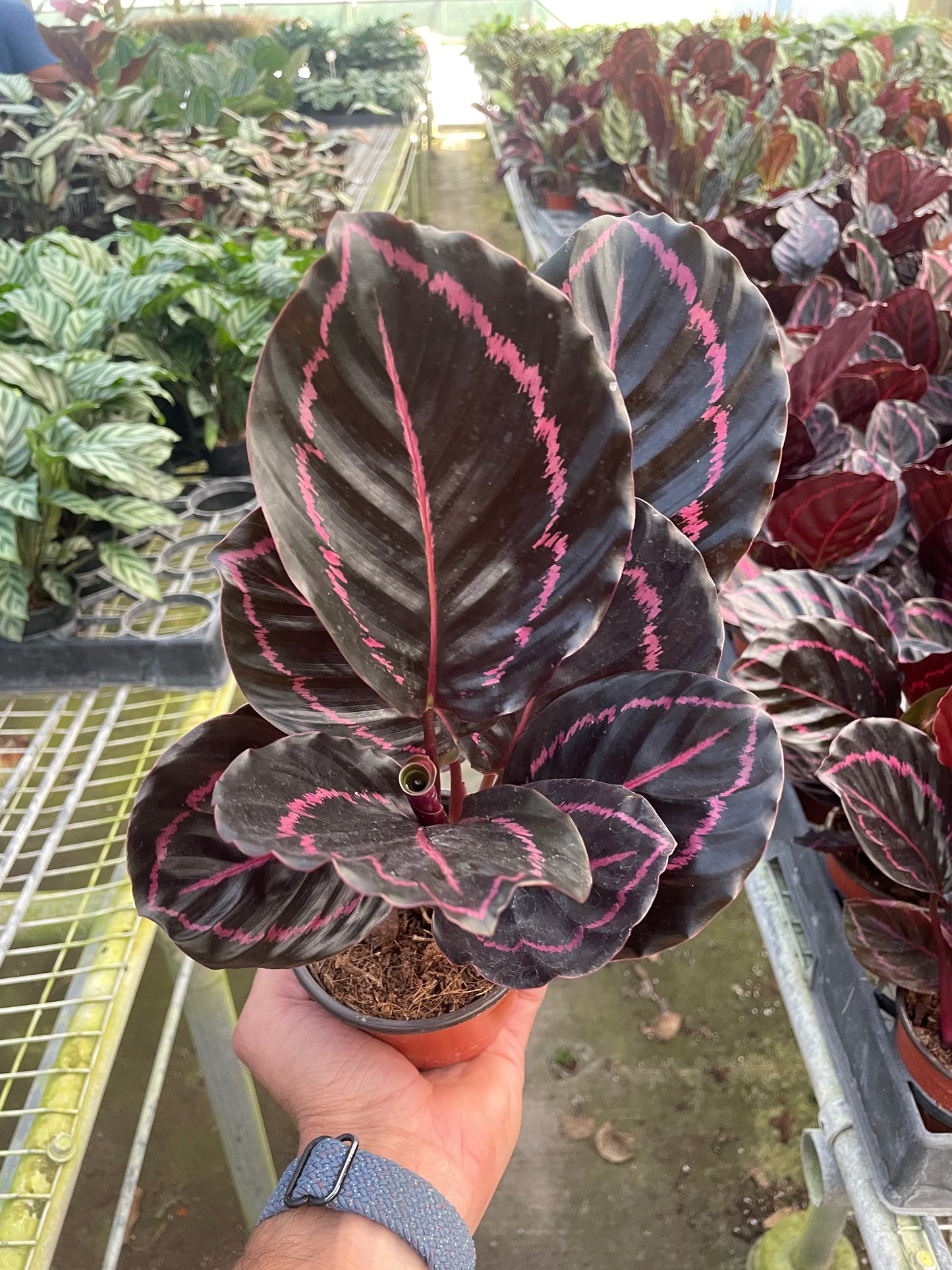Calathea 'Dottie' 4" potted plant