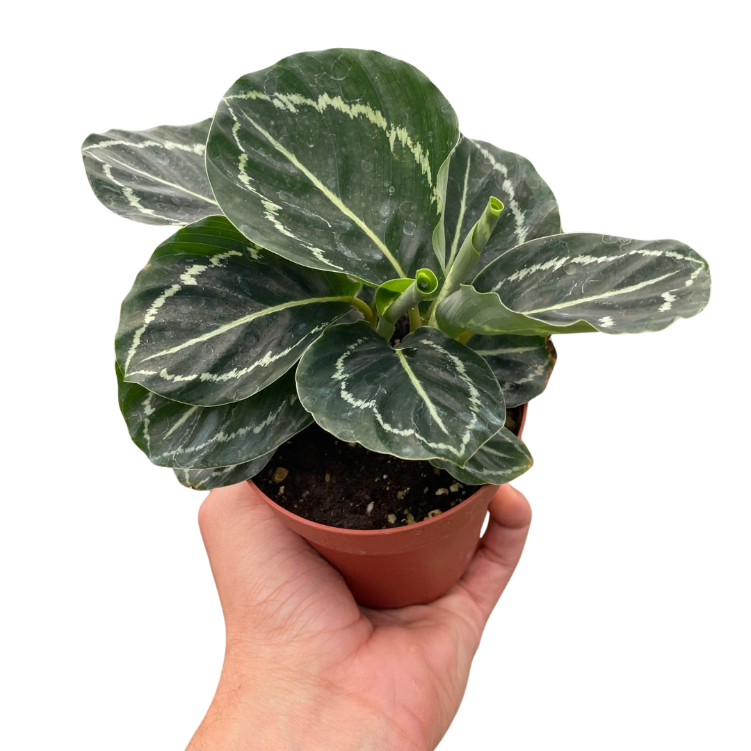 Calathea 'Green Goddess' 4" potted plant