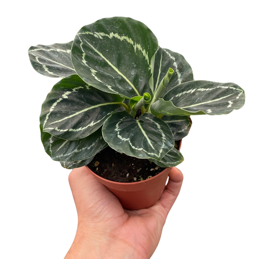 Calathea 'Green Goddess' 4" potted plant