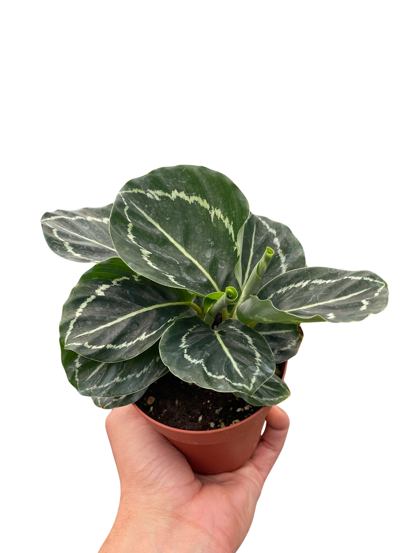 Calathea 'Green Goddess' 4" potted plant