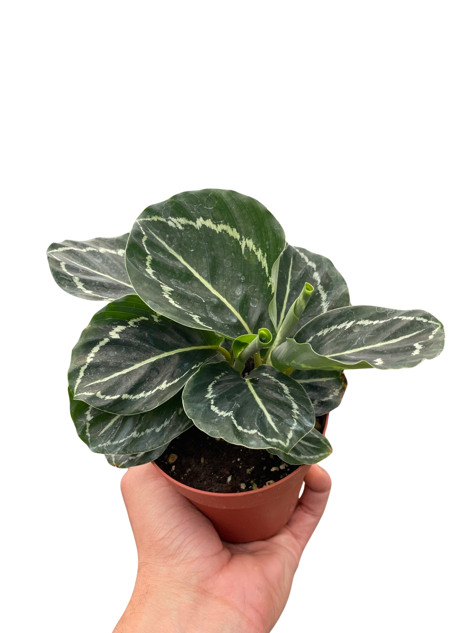 Calathea 'Green Goddess' 4" potted plant