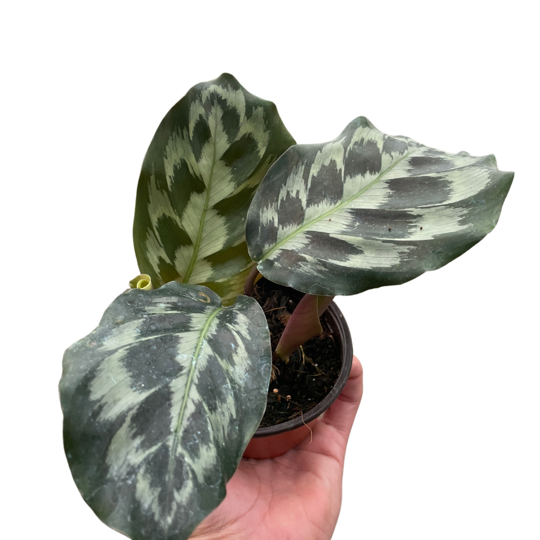 Calathea 'Kennedy' potted plant