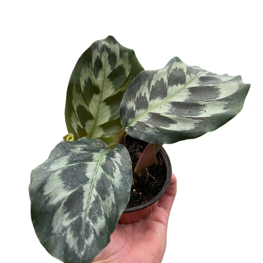 Calathea 'Kennedy' potted plant