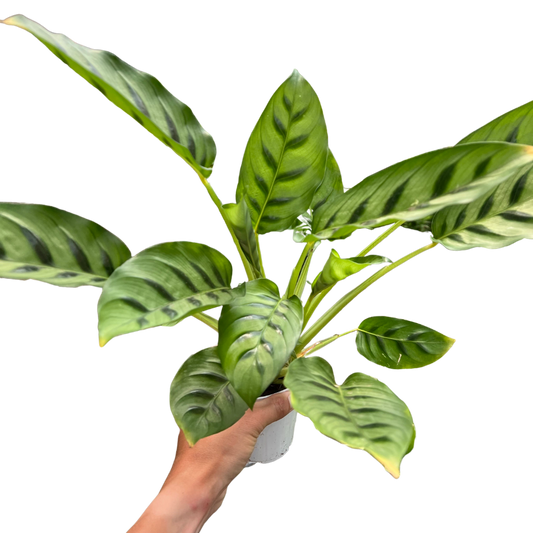 Calathea Leopardina potted plant