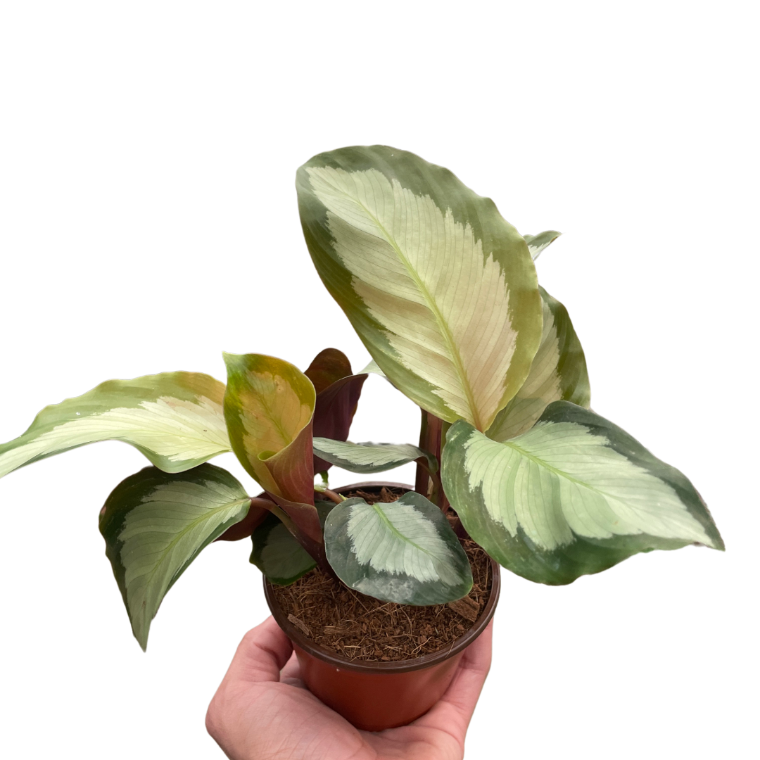 Calathea 'Picturata' potted plant
