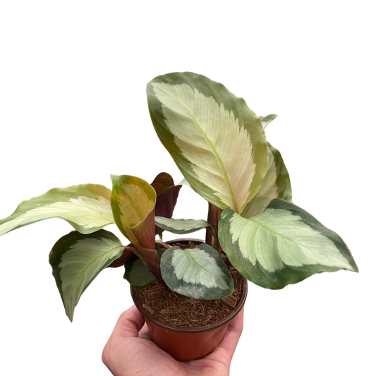 Calathea 'Picturata' potted plant