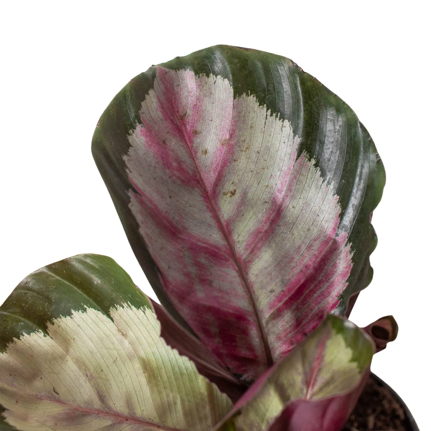Calathea roseopicta 'Silvia' potted plant