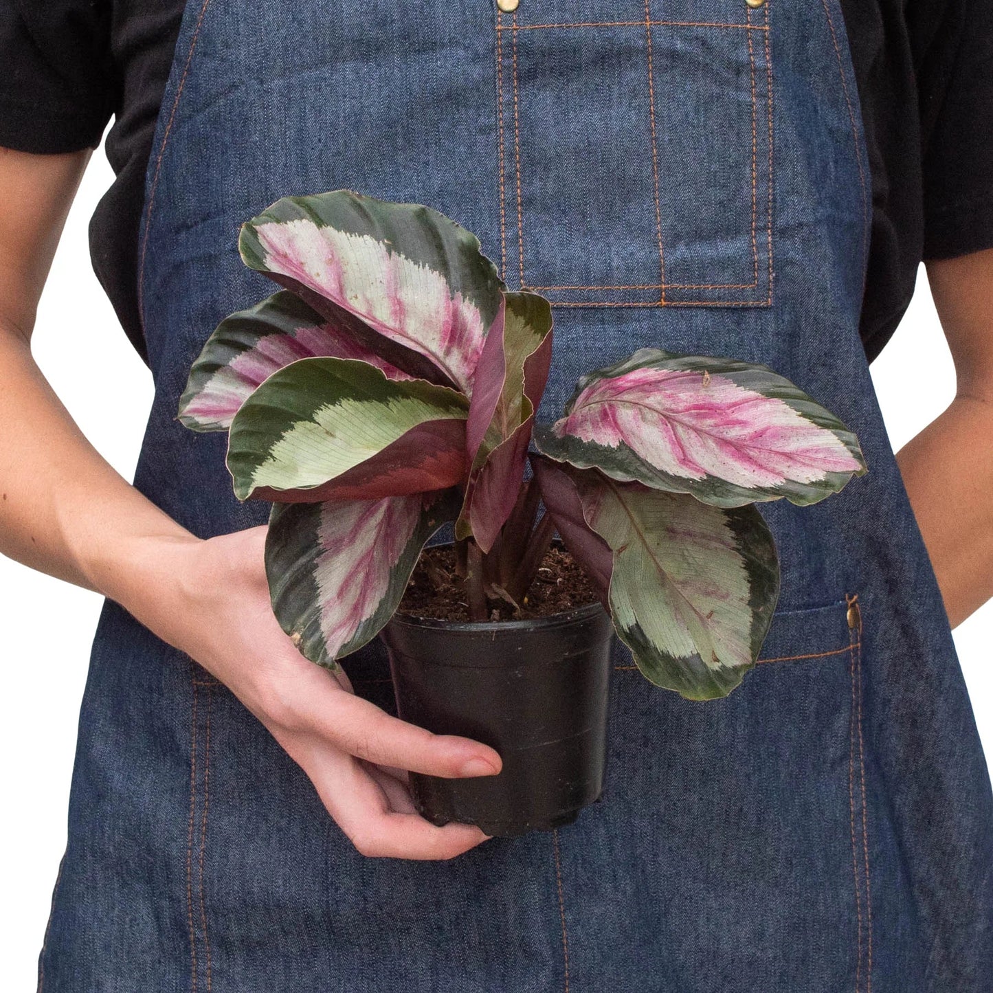 Calathea roseopicta 'Silvia' potted plant
