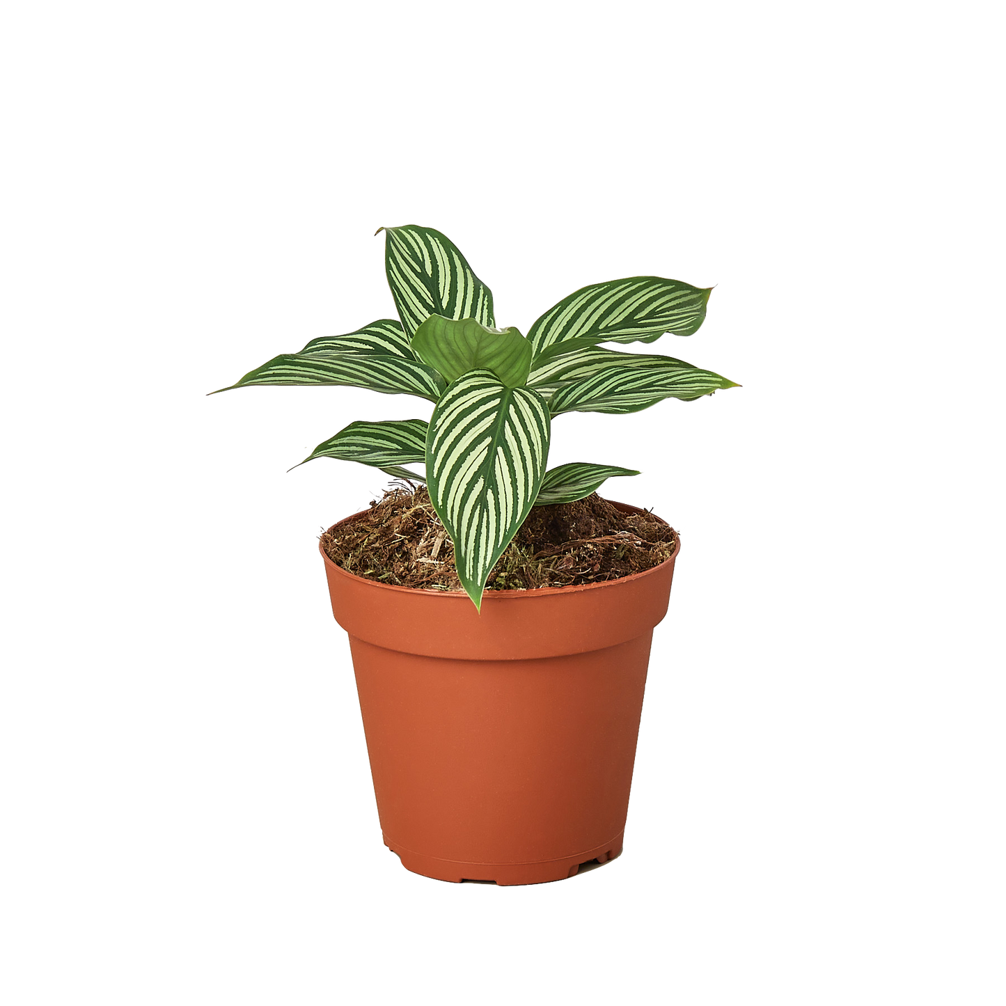 Calathea 'Vittata' potted plant