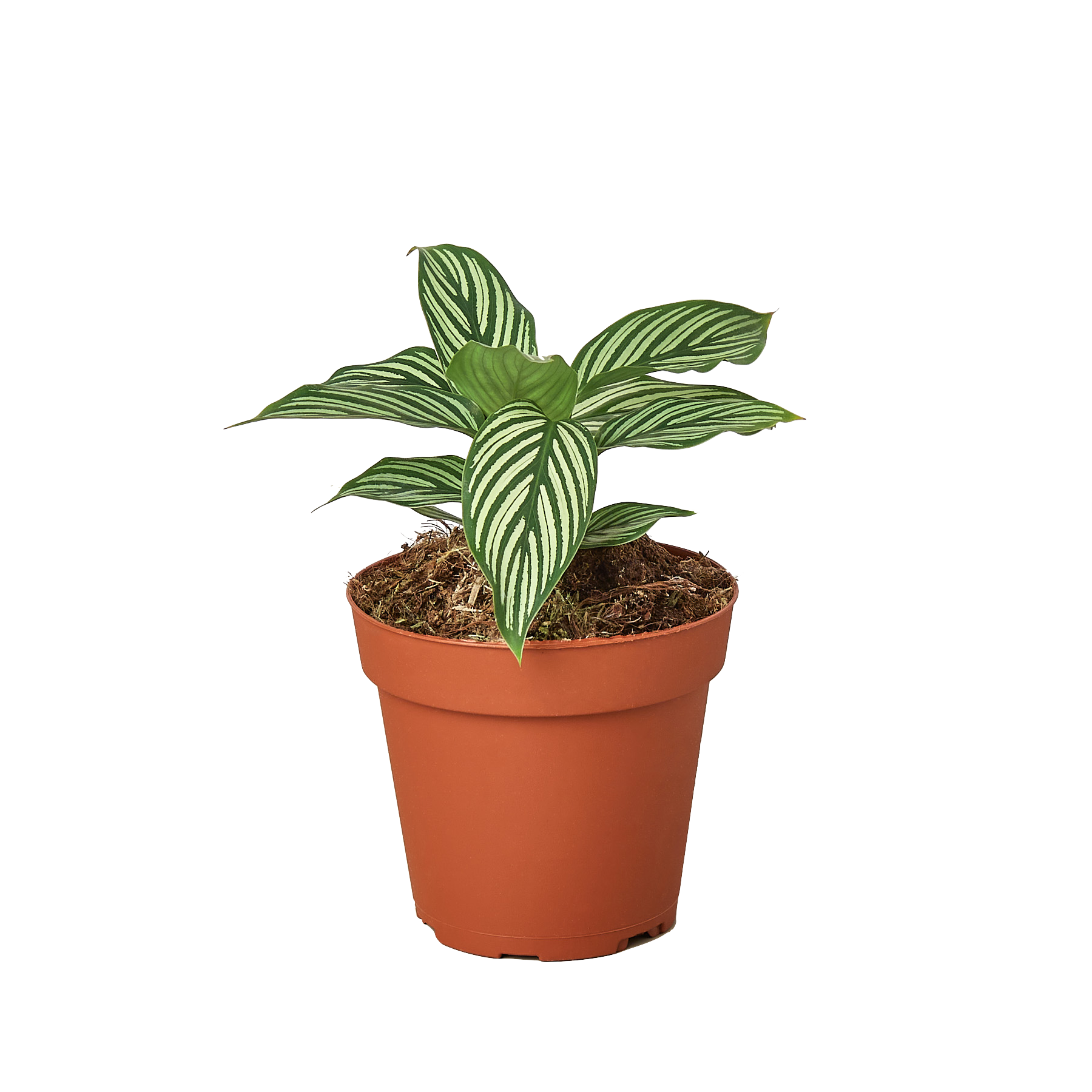 Calathea 'Vittata' potted plant